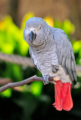 Obraz premium African Grey Parrot _WCC_0113