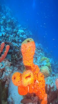 coral reef in the caribbean