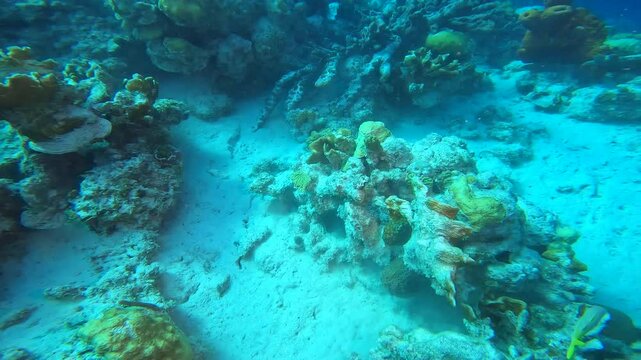 coral reef in the caribbean