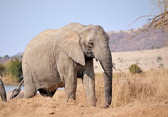 Young Male Elephant _WCC_1350