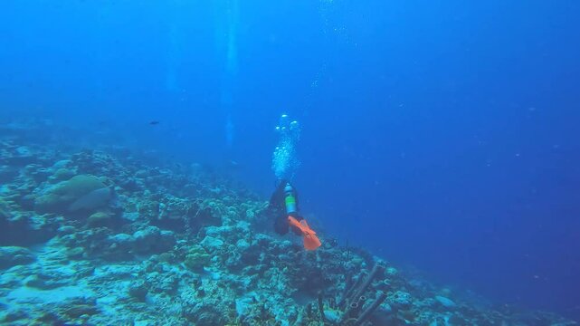 coral reef in the caribbean