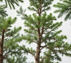 Obraz premium Evergreen pine tree with full branches and green needles against a white background , Christmas tree, evergreen conifers , holiday decor