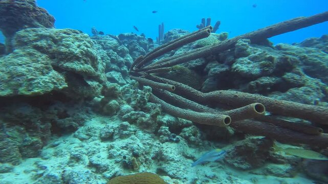 coral reef in the caribbean