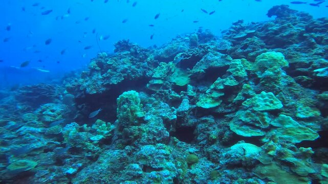 coral reef in the caribbean
