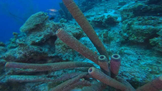 coral reef in the caribbean