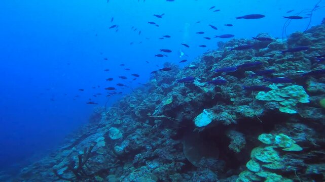coral reef in the caribbean