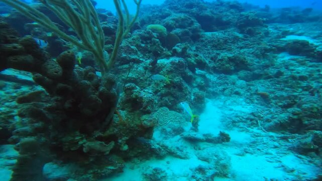 coral reef in the caribbean