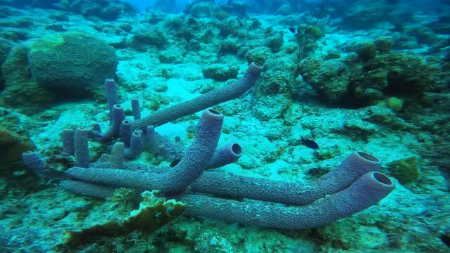 coral reef in the caribbean