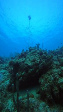 coral reef in the caribbean