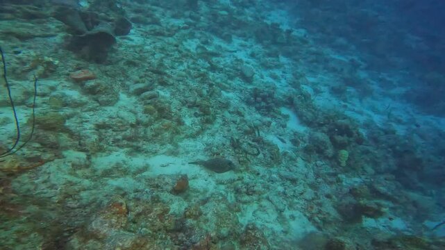 coral reef in the caribbean