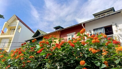 Flower in front of old town in Dalat city-Vietnam in sunny day