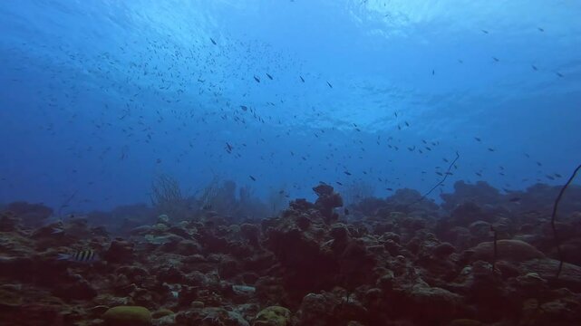 coral reef in the caribbean
