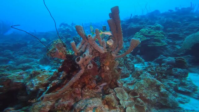 coral reef in the caribbean