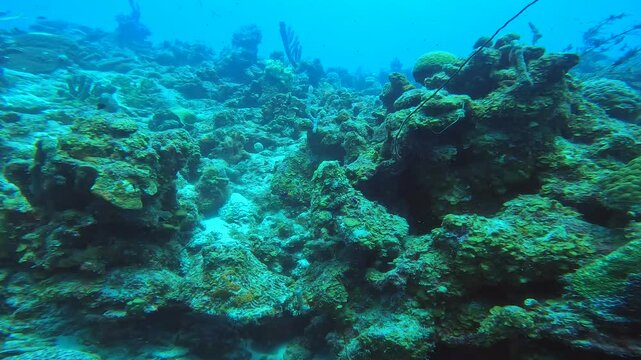 coral reef in the caribbean
