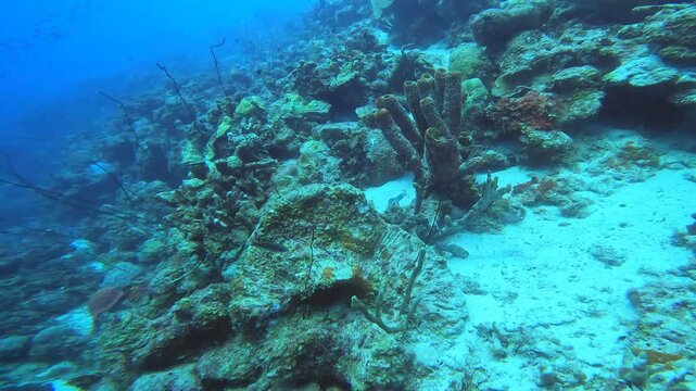 coral reef in the caribbean
