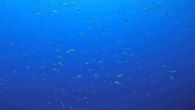 coral reef in the caribbean