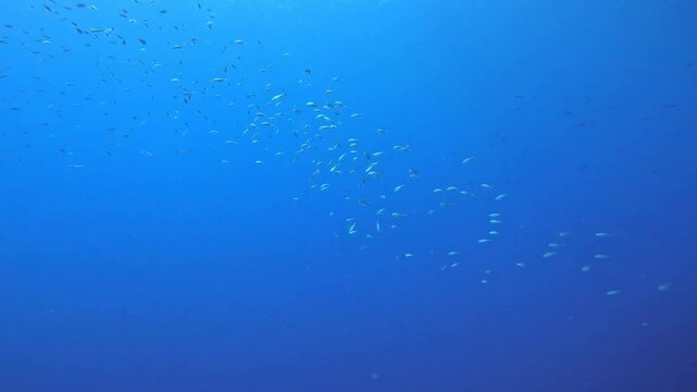 coral reef in the caribbean