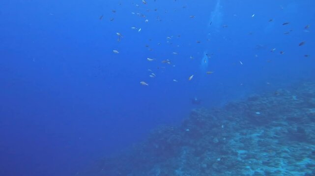 coral reef in the caribbean
