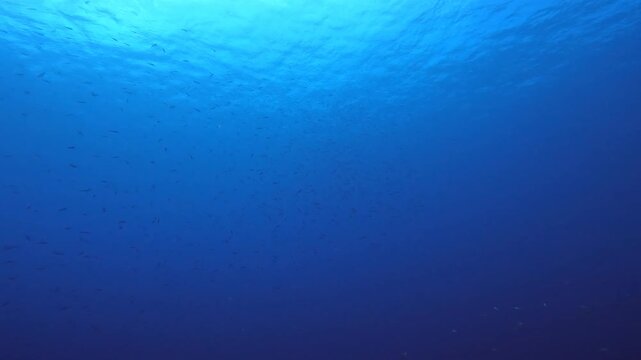 coral reef in the caribbean