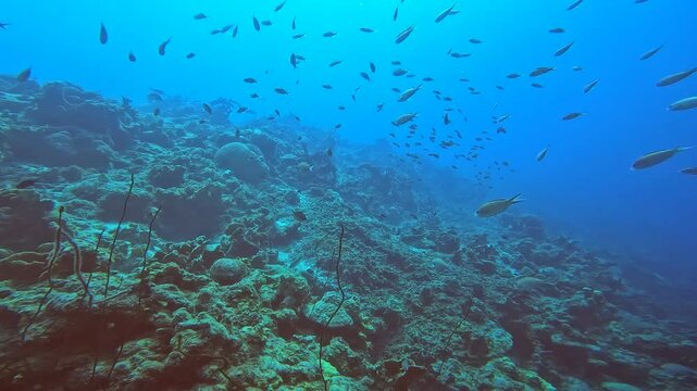 coral reef in the caribbean