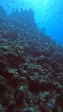 coral reef in the caribbean