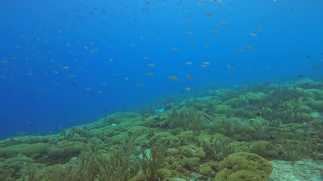 coral reef in the caribbean