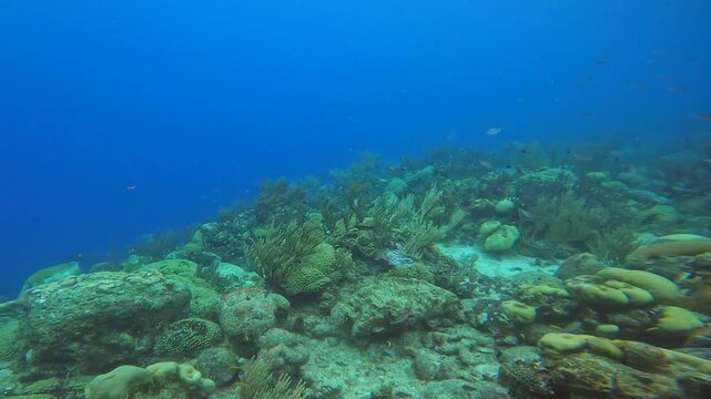 coral reef in the caribbean