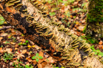 A tree branch covered in moss and lichen