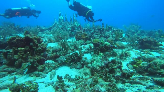 coral reef in the caribbean