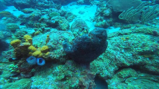 coral reef in the caribbean