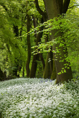 Spring time forest paths through fields of wild garlic blooms