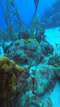 coral reef in the caribbean