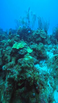 coral reef in the caribbean