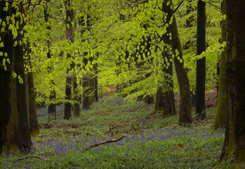 Springtime wandering in lush green forest, gentle paths and exploring the forest and woods