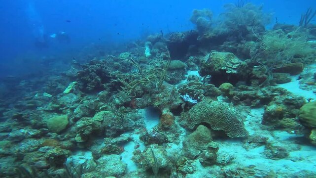 coral reef in the caribbean