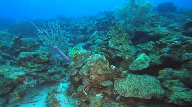 coral reef in the caribbean