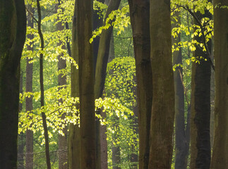 Springtime wandering in lush green forest, gentle paths and exploring the forest and woods