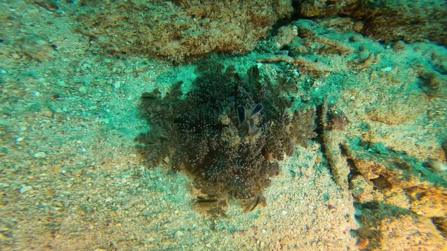 coral reef in the caribbean