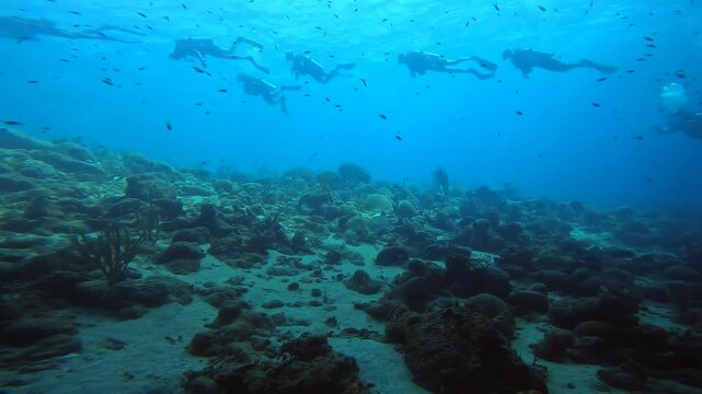 coral reef in the caribbean