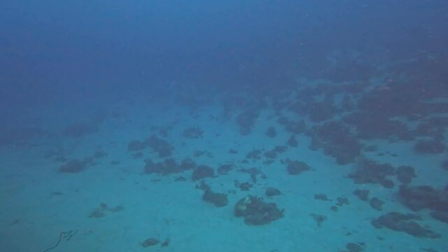 coral reef in the caribbean