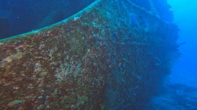 coral reef in the caribbean