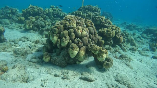 coral reef in the caribbean