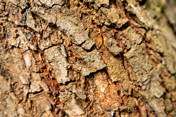 tree trunk to be used as a background