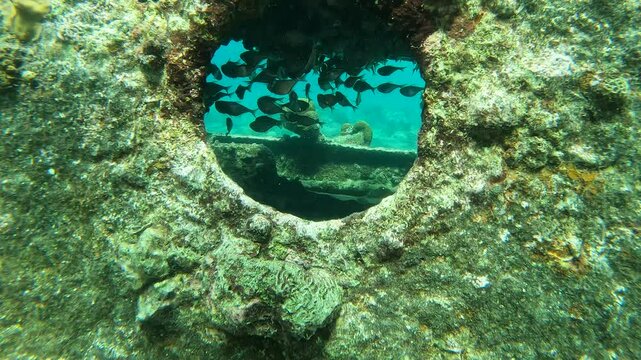 coral reef in the caribbean