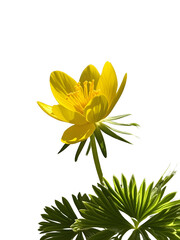 yellow flower isolated on white
