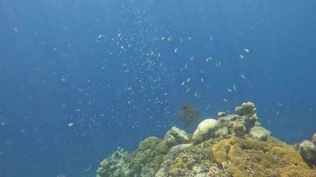 coral reef in the caribbean