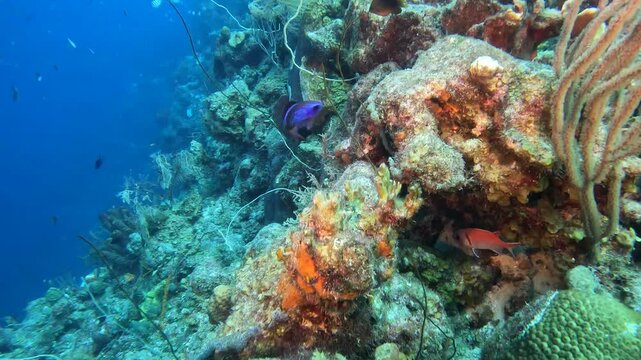 coral reef in the caribbean