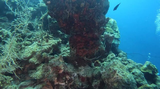 coral reef in the caribbean