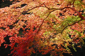 鎌北湖の紅葉の風景40