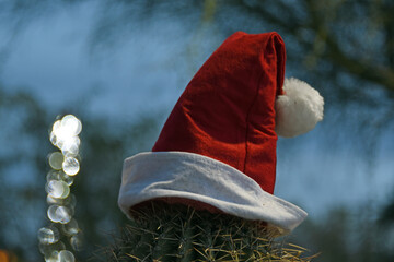 Saguaro cactus with santa hat in Arizona